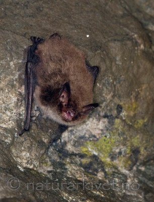 BB 11 0031 / Myotis brandtii / Skogflaggermus